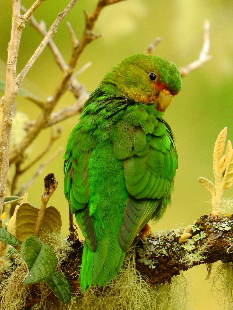 Rufous-fronted Parakeet - ML616362123