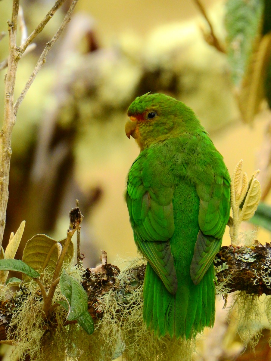 Rufous-fronted Parakeet - ML616362128