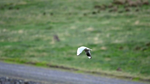 Gaviota Andina - ML616362135