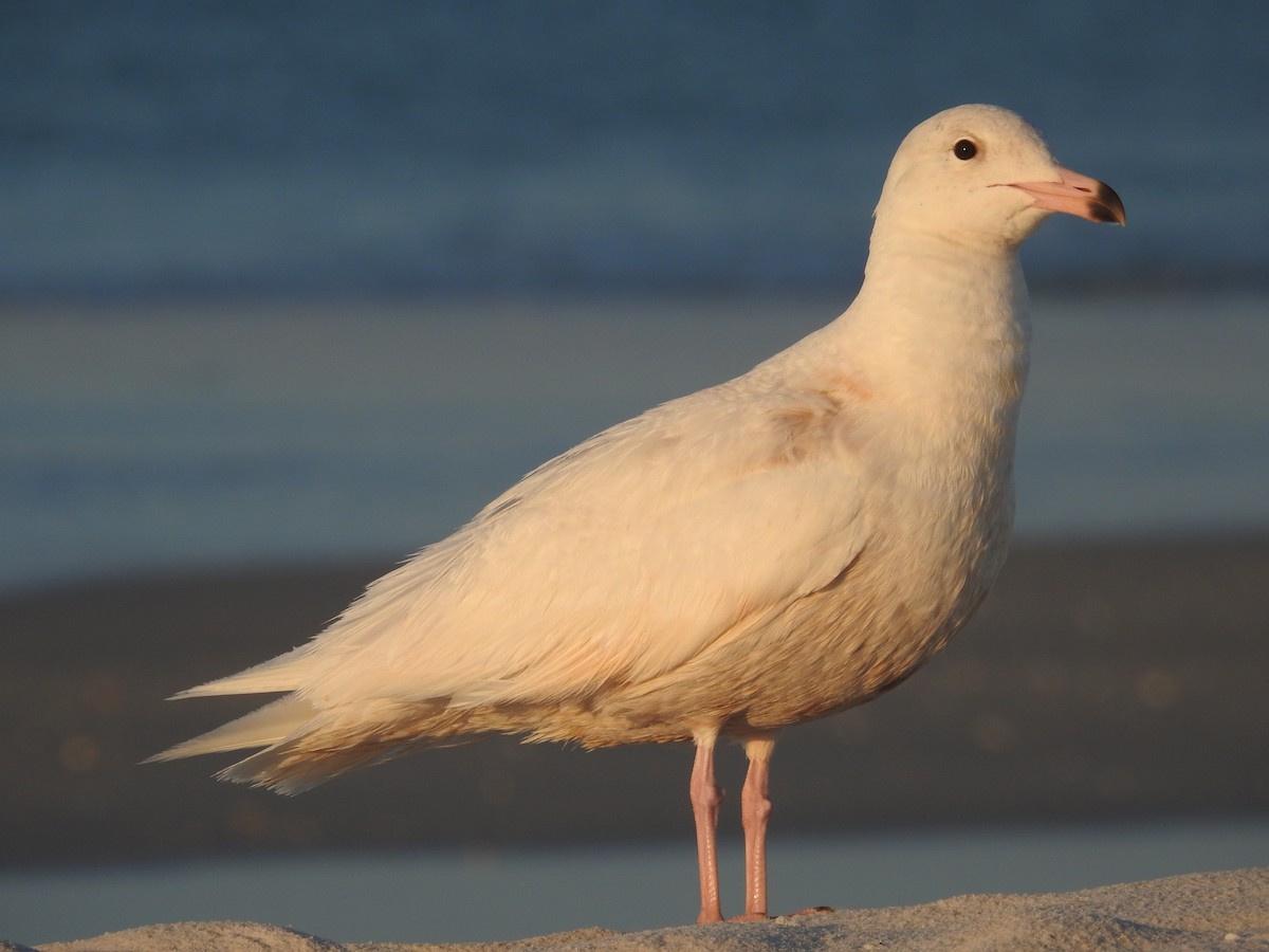 Glaucous Gull - Jeffrey Gammon