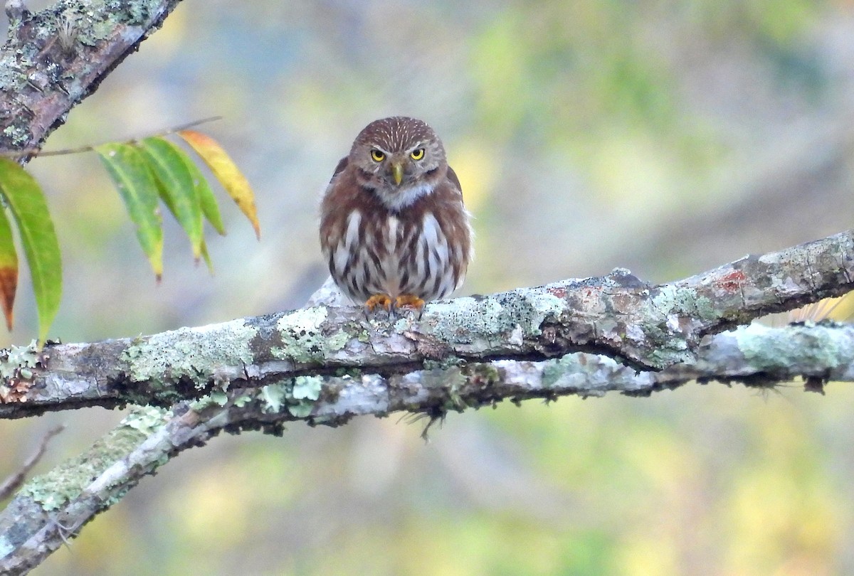 Ferruginous Pygmy-Owl - ML616362267