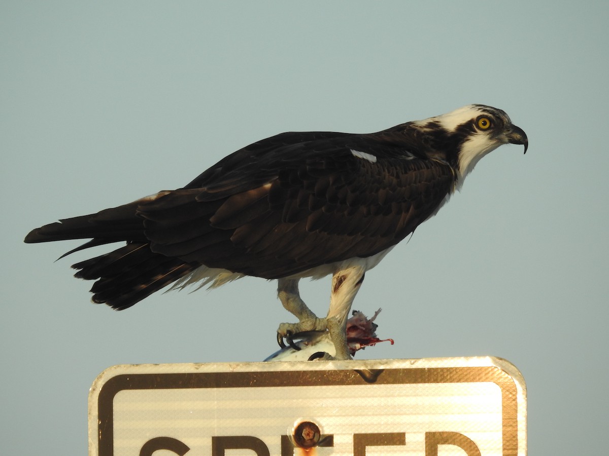 Águila Pescadora - ML616362313