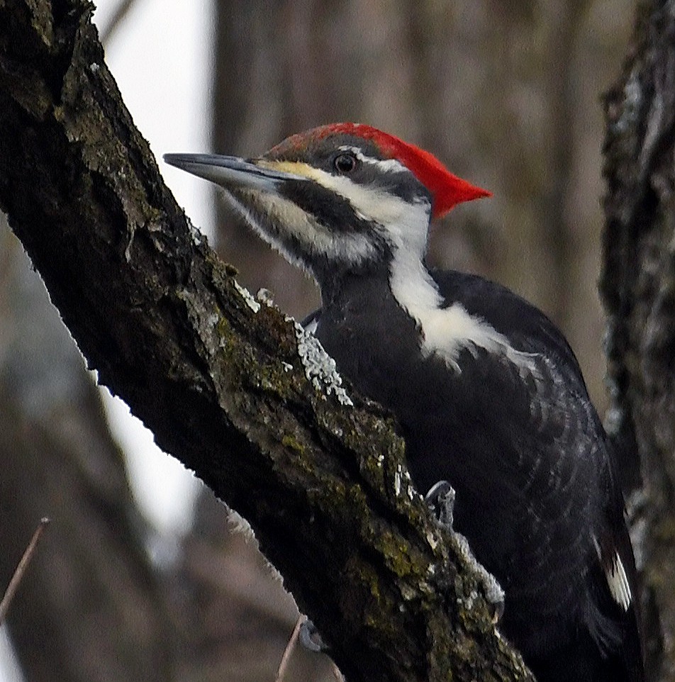 Pileated Woodpecker - ML616362318