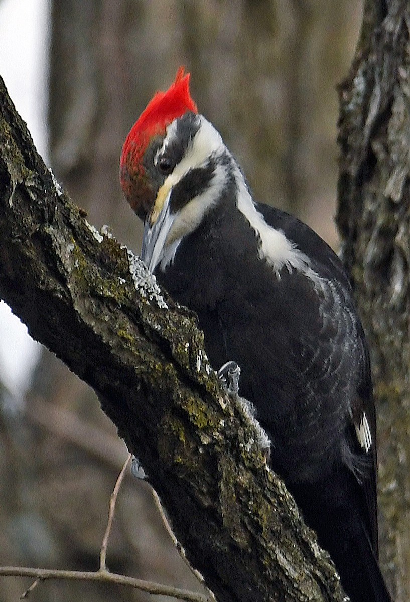 Pileated Woodpecker - ML616362319
