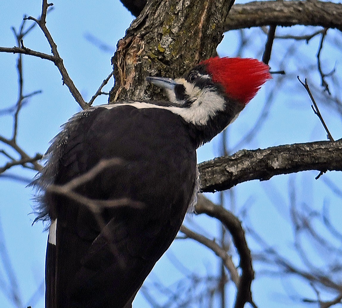 Pileated Woodpecker - ML616362320