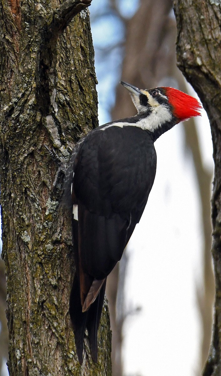 Pileated Woodpecker - ML616362321