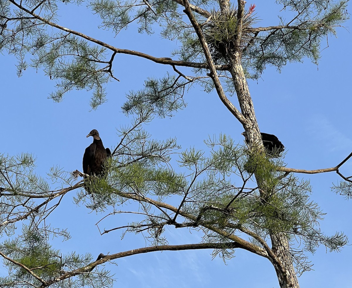 Black Vulture - ML616362333