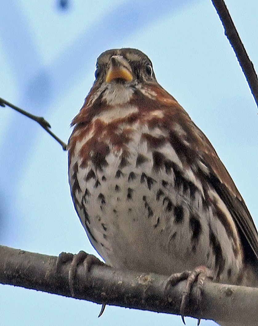 Fox Sparrow - ML616362358