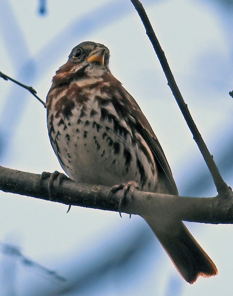 Fox Sparrow - Connie Galey