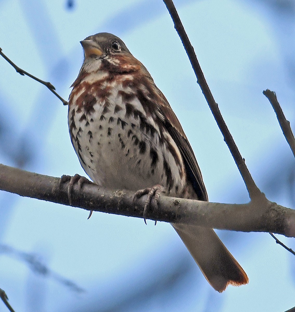 Fox Sparrow - ML616362360