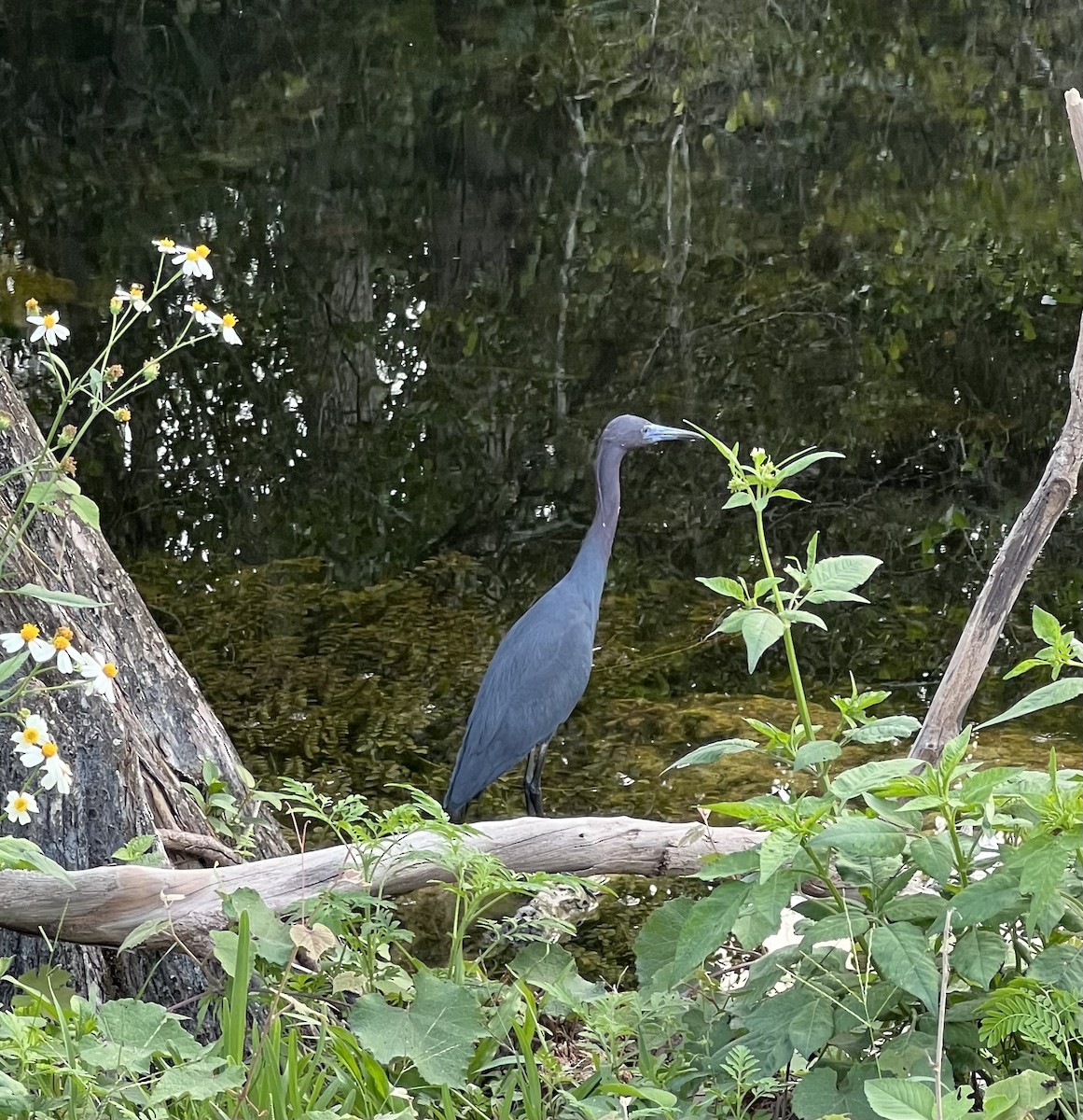 Little Blue Heron - ML616362375