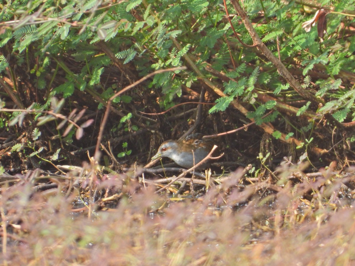 Baillon's Crake - ML616362381