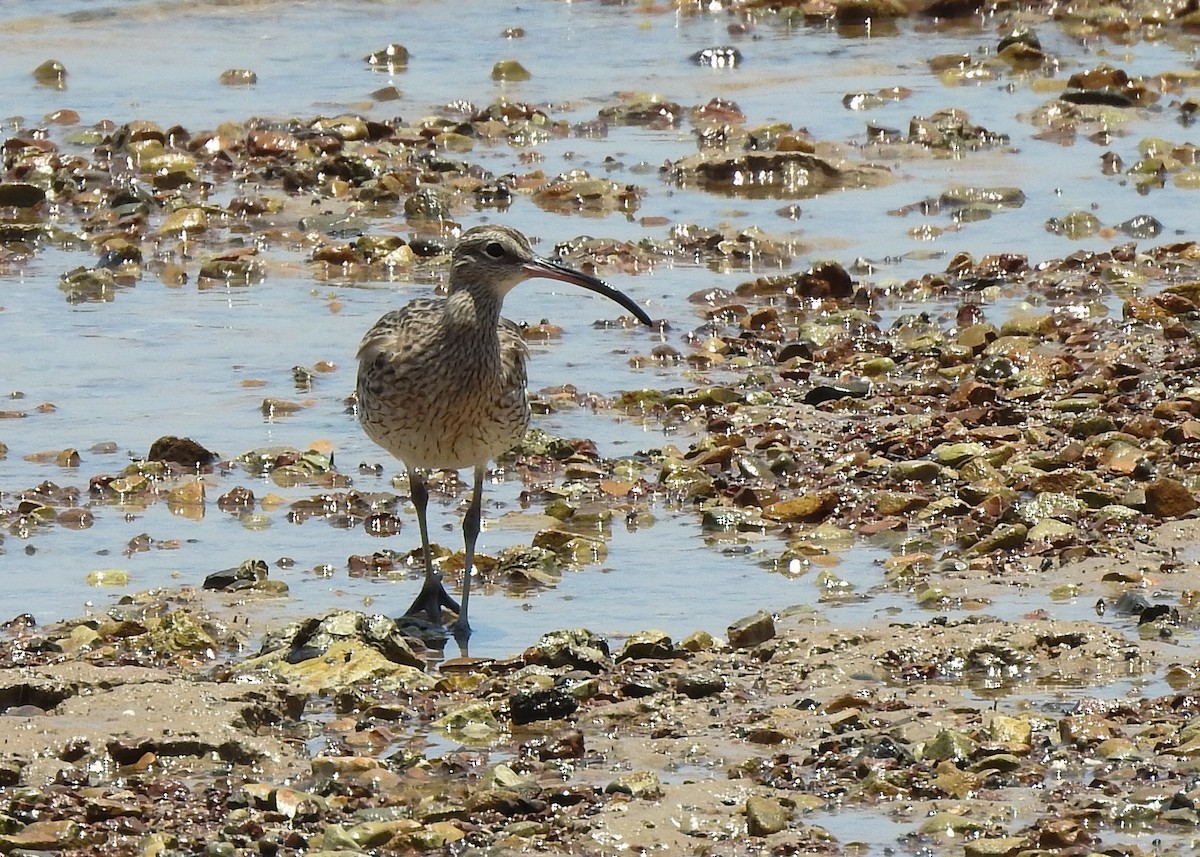 Whimbrel/Eurasian Curlew - ML616362386