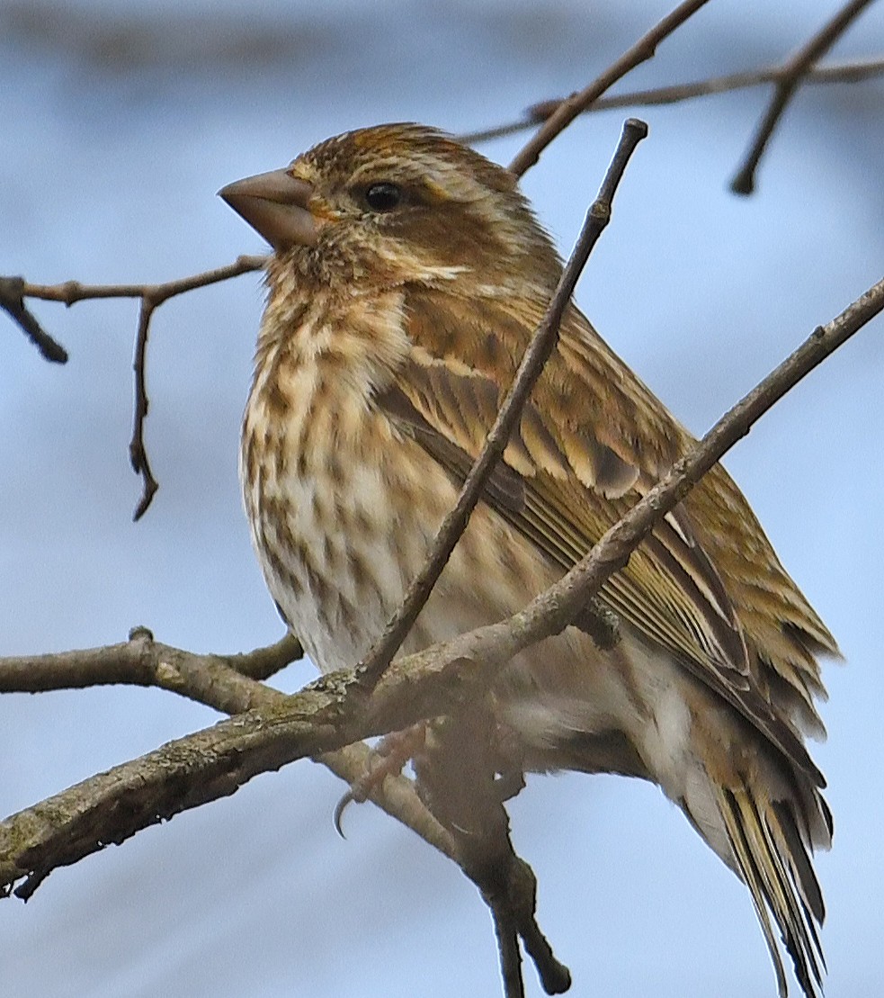 Purple Finch - ML616362391