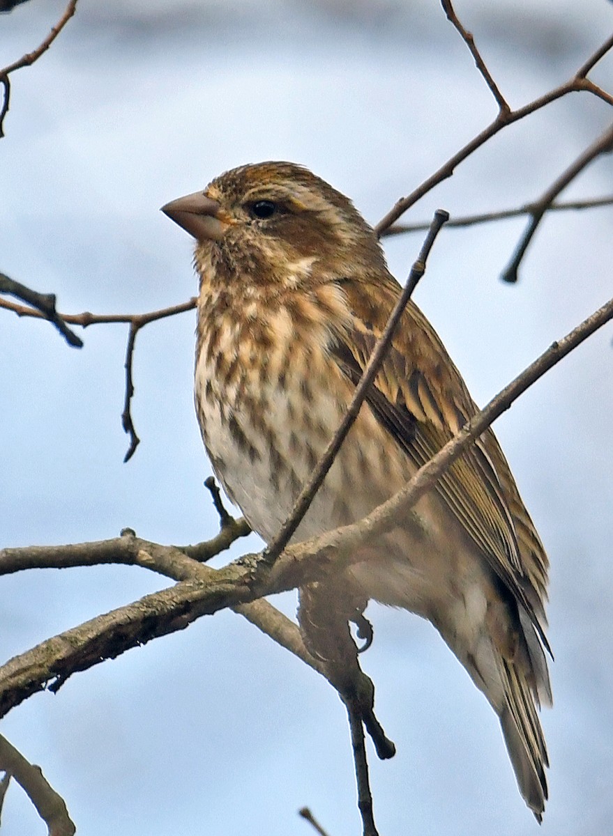 Purple Finch - ML616362392