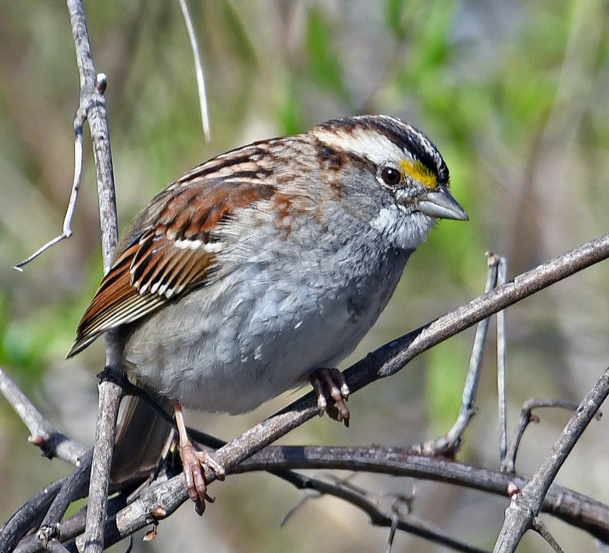 White-throated Sparrow - ML616362409