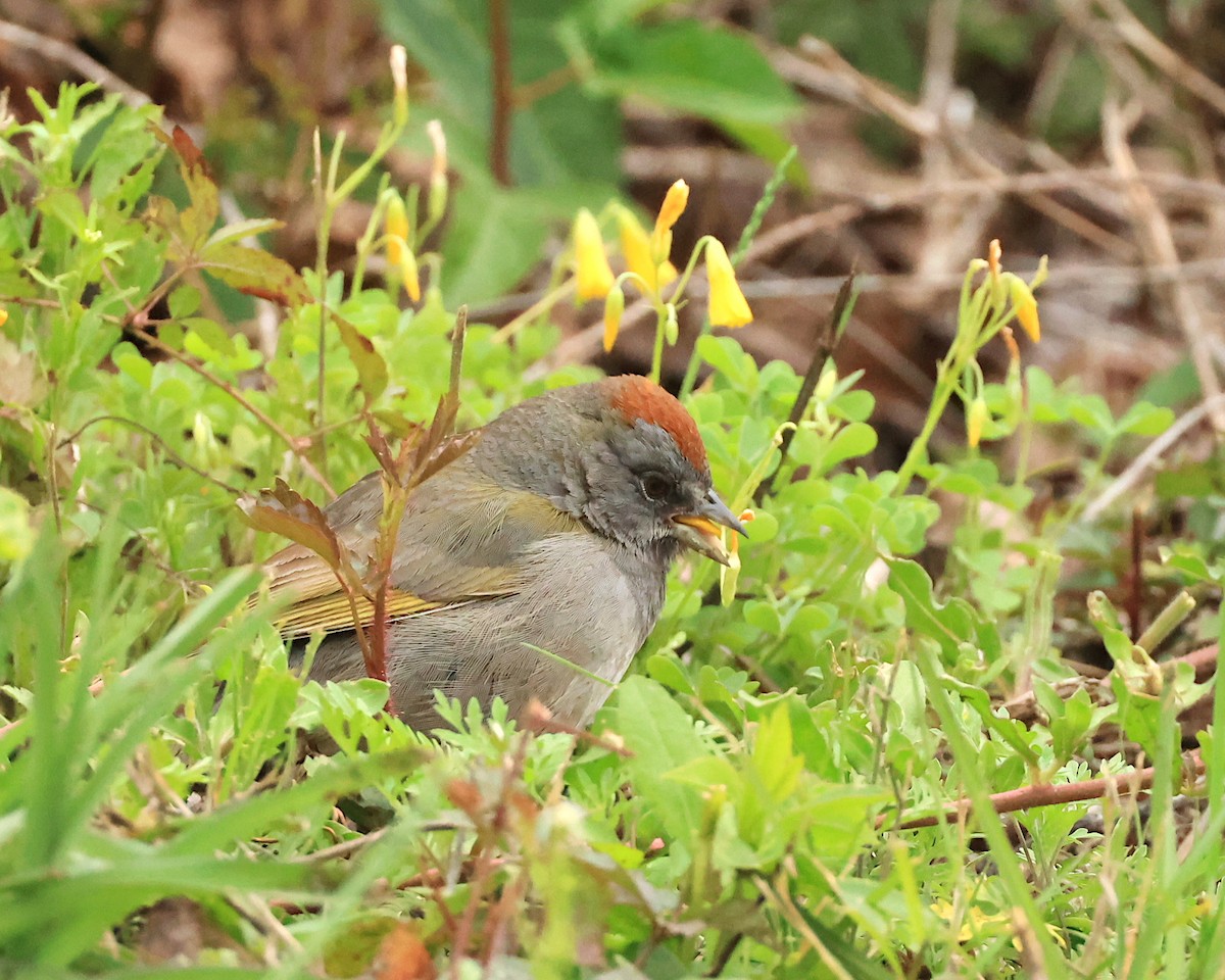 Green-tailed Towhee - Brenda Callaway