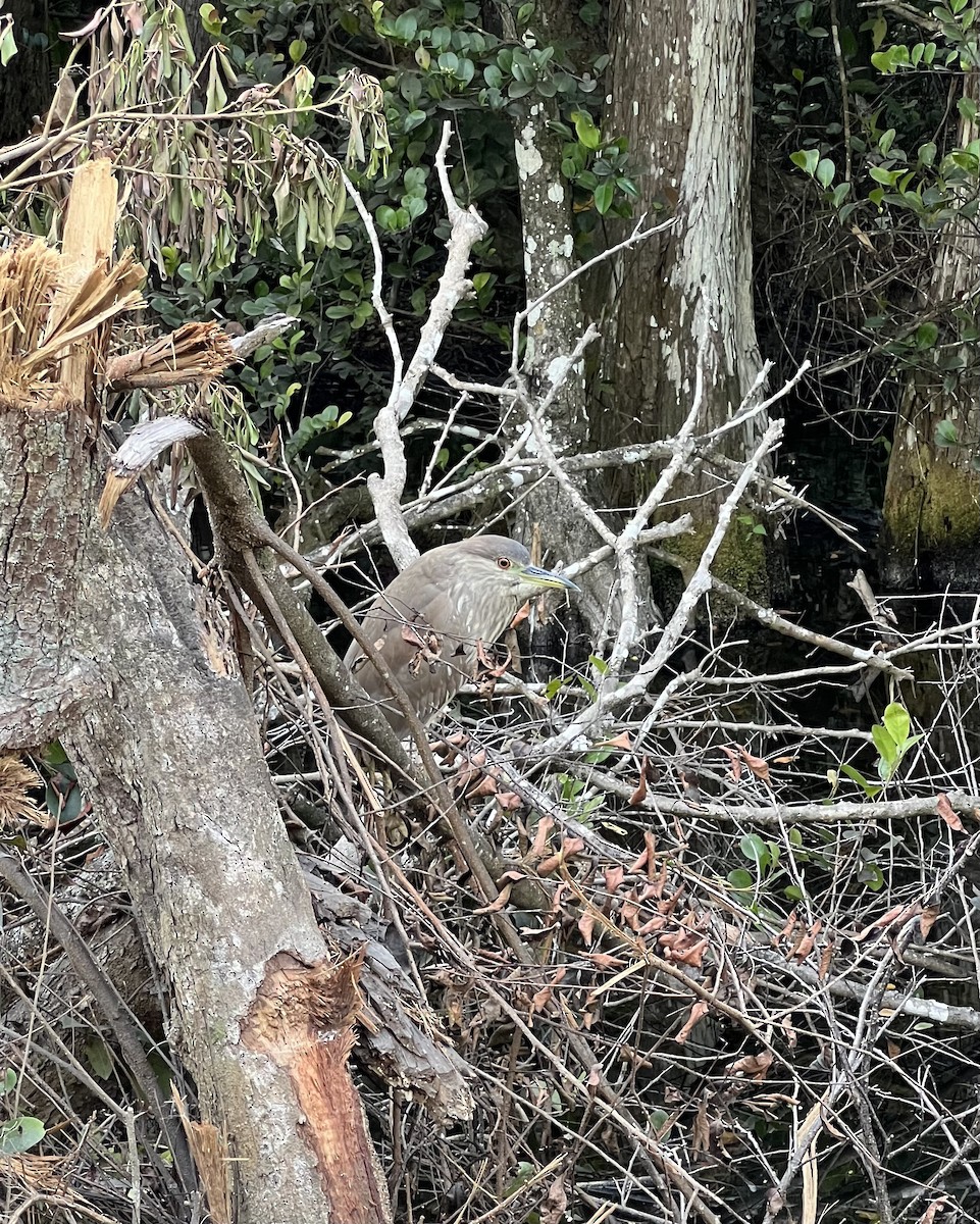 Black-crowned Night Heron - ML616362433