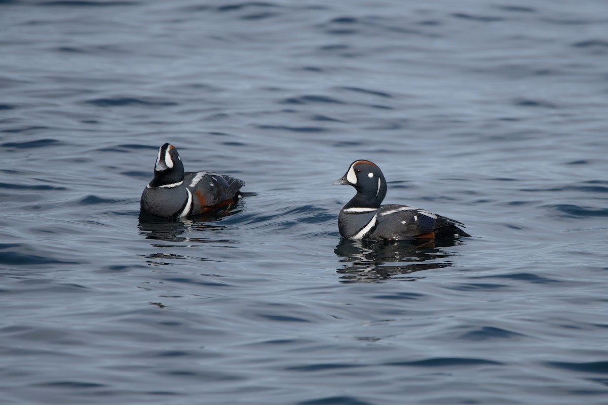 Harlequin Duck - Mael Glon