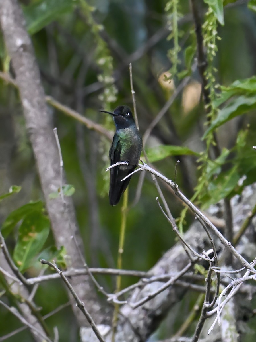 Talamanca Hummingbird - James M