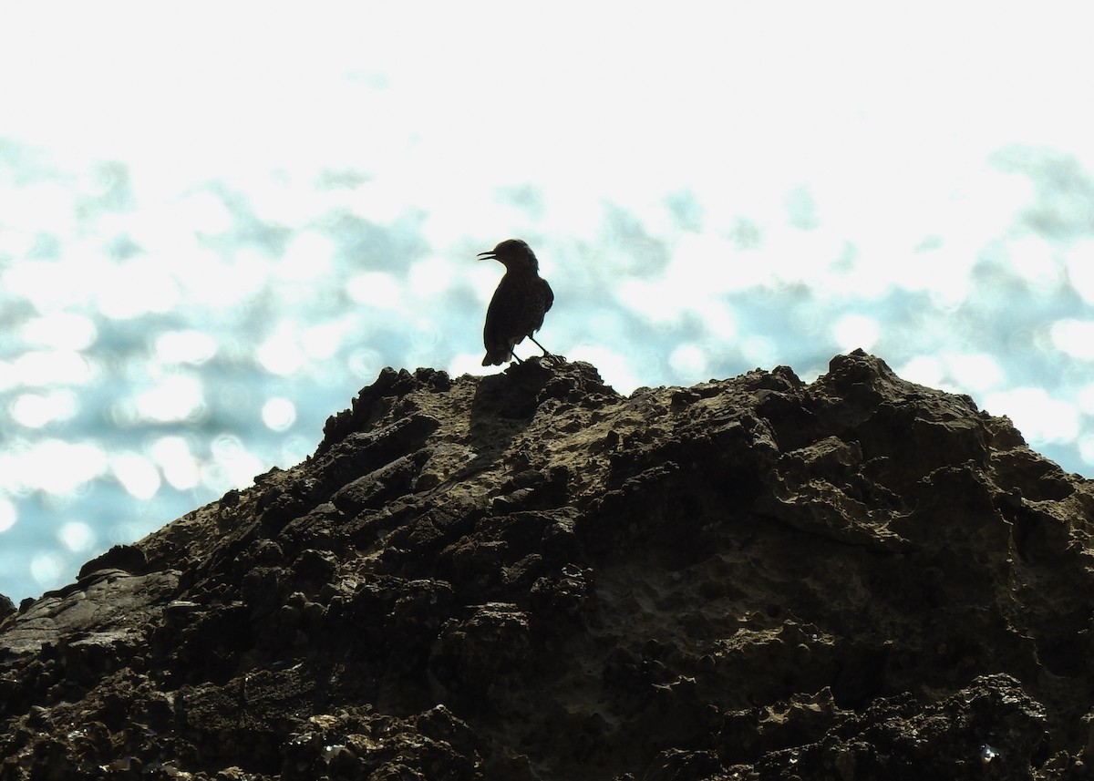 Blue Rock-Thrush - ML616362469