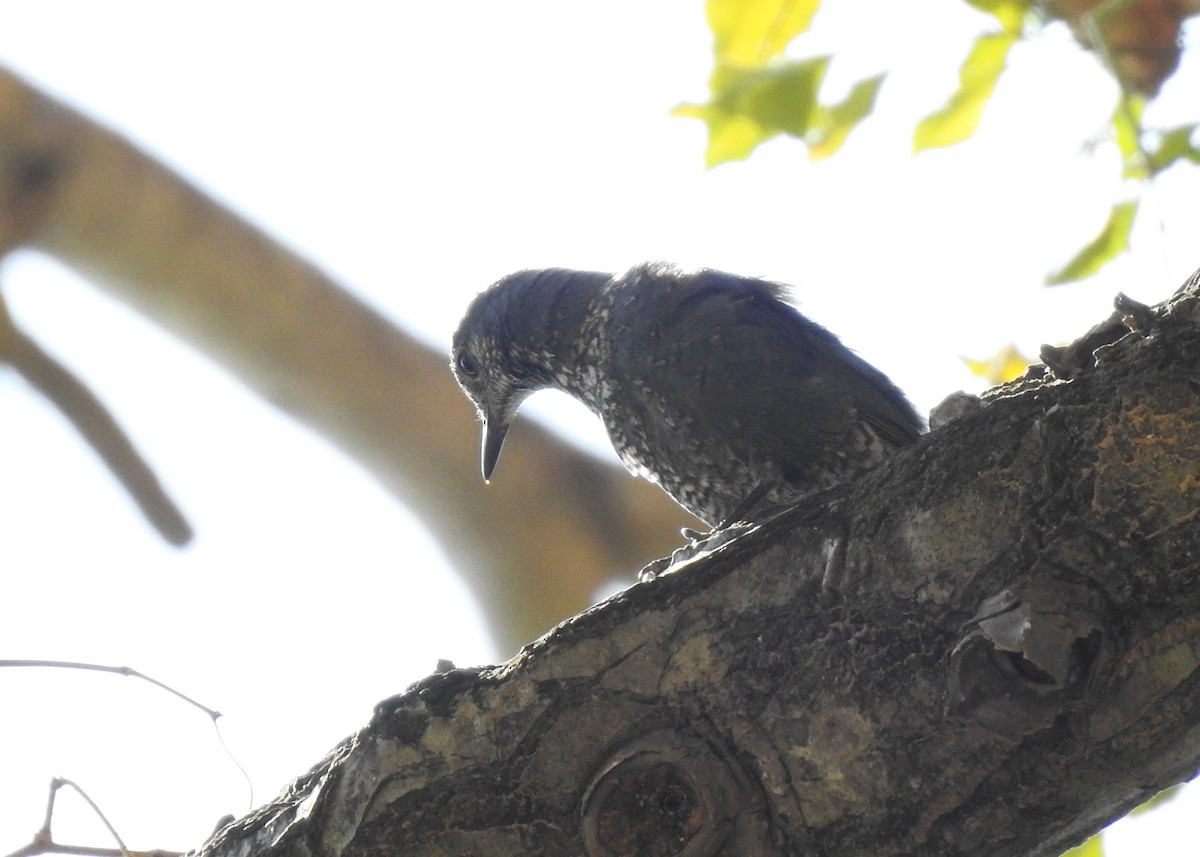 Blue Rock-Thrush - ML616362470