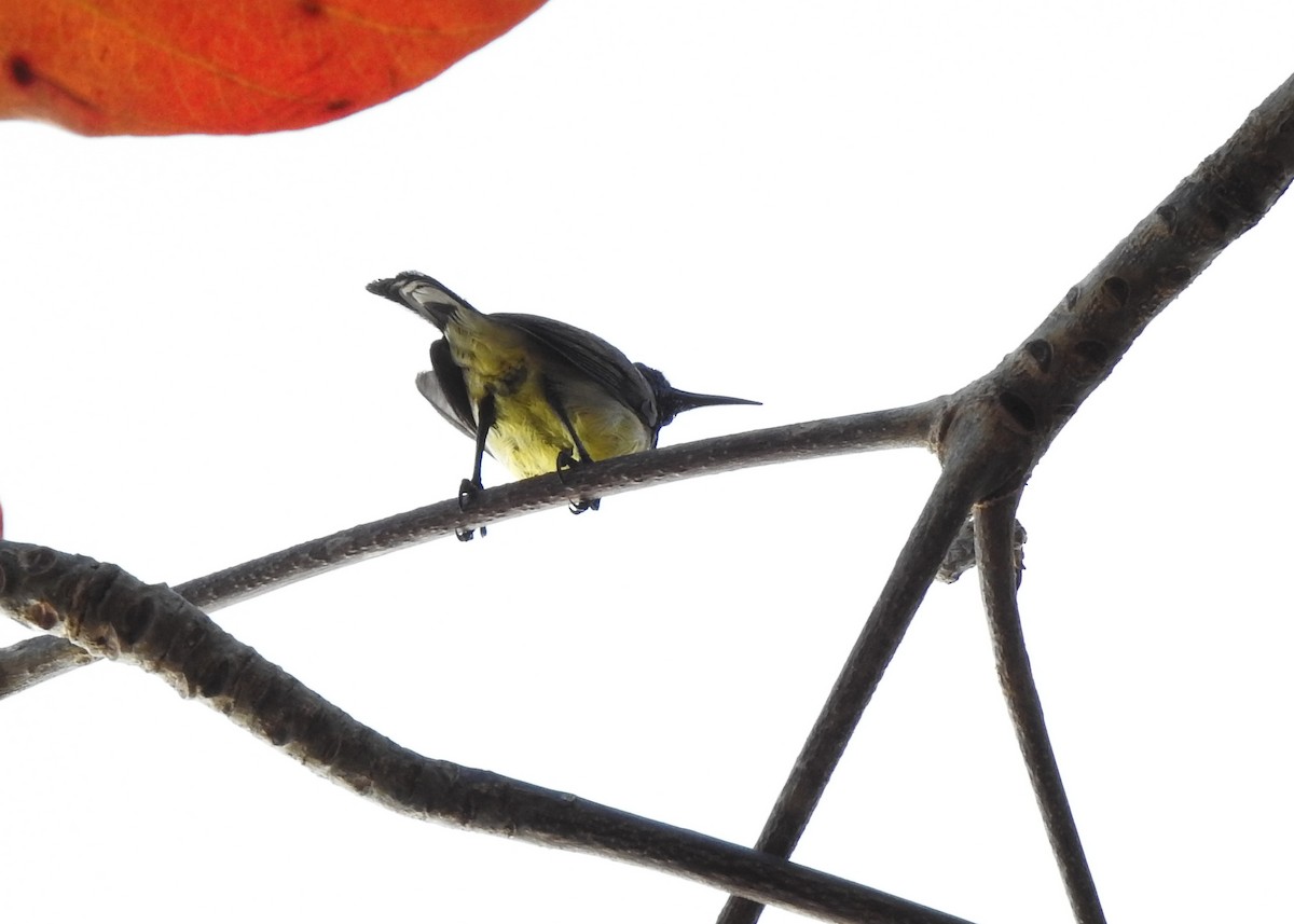 Ornate Sunbird - ML616362504