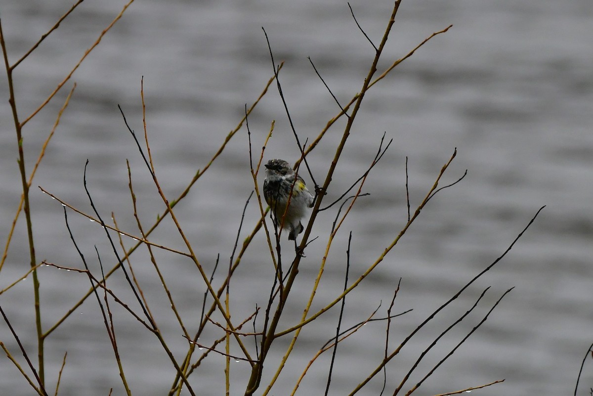 Yellow-rumped Warbler - ML616362560