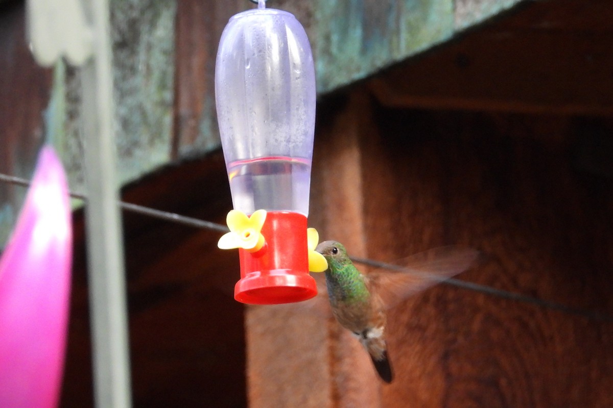 kolibřík mexický - ML616362582