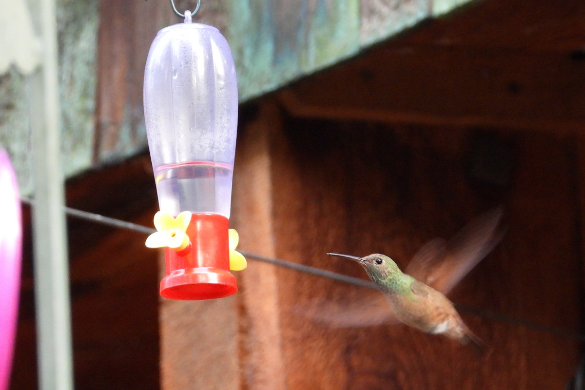 kolibřík mexický - ML616362583