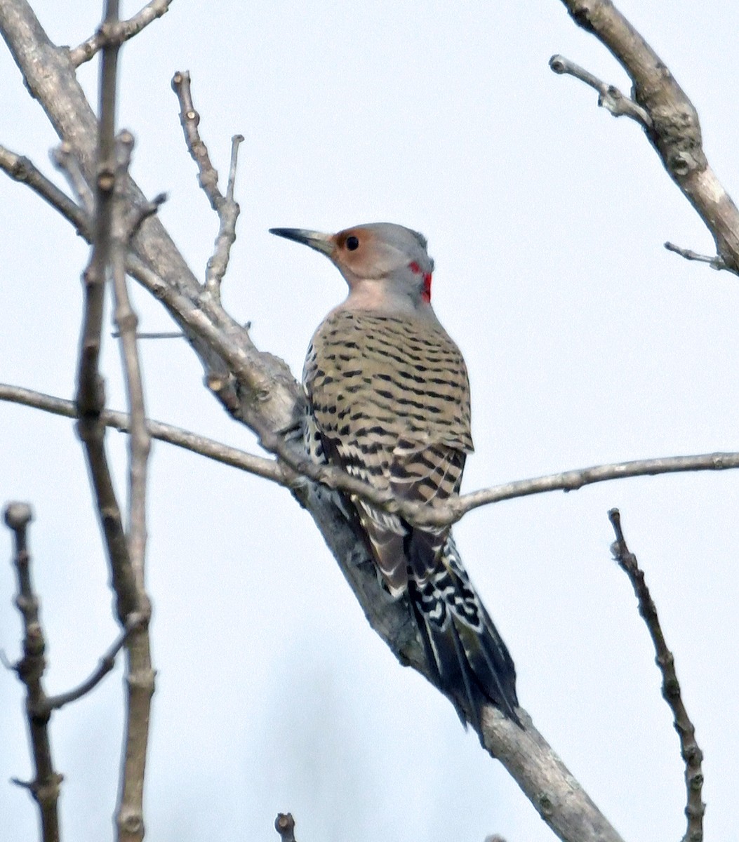 Northern Flicker - ML616362609