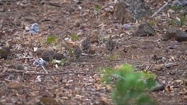 Crested Bobwhite - ML616362628