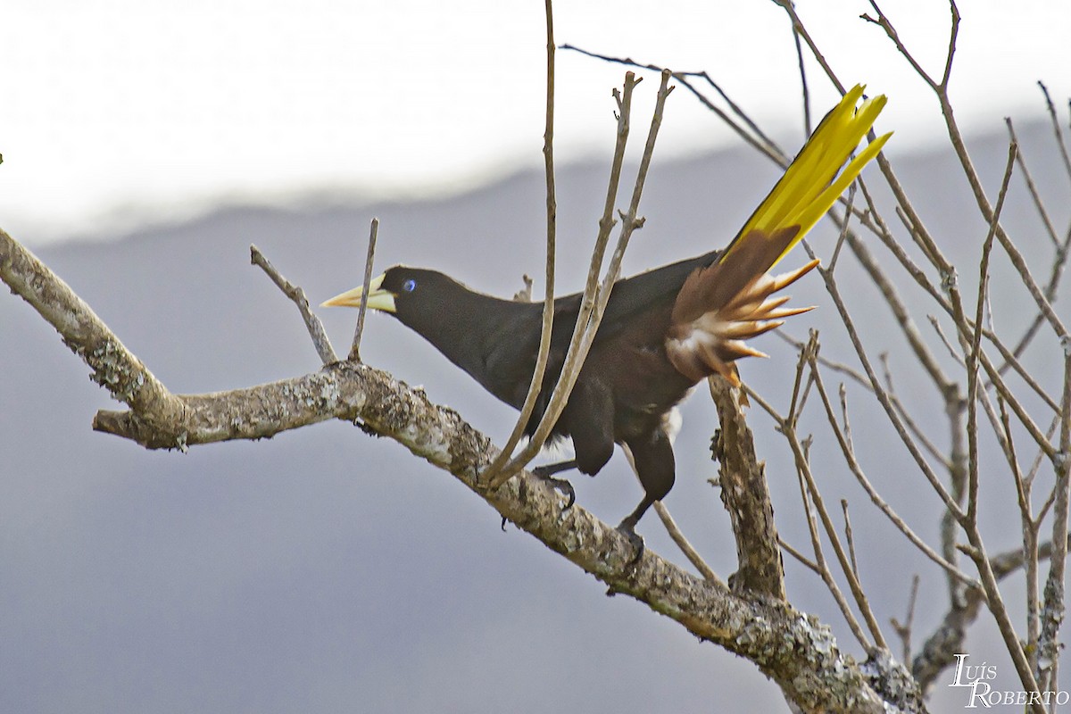 Crested Oropendola - ML616362674