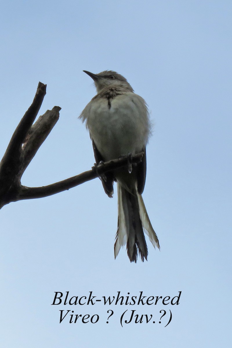 Black-whiskered Vireo - Merrill Lester