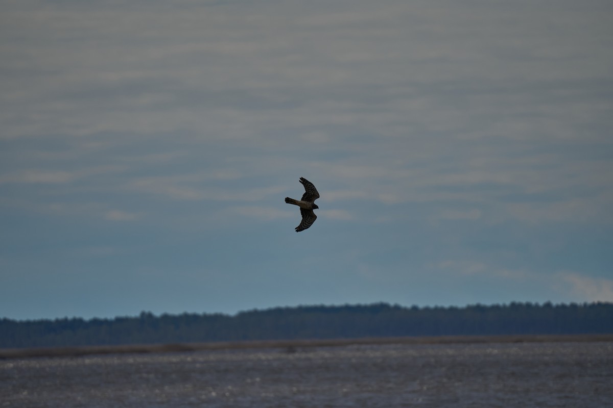 Aguilucho de Hudson - ML616362681