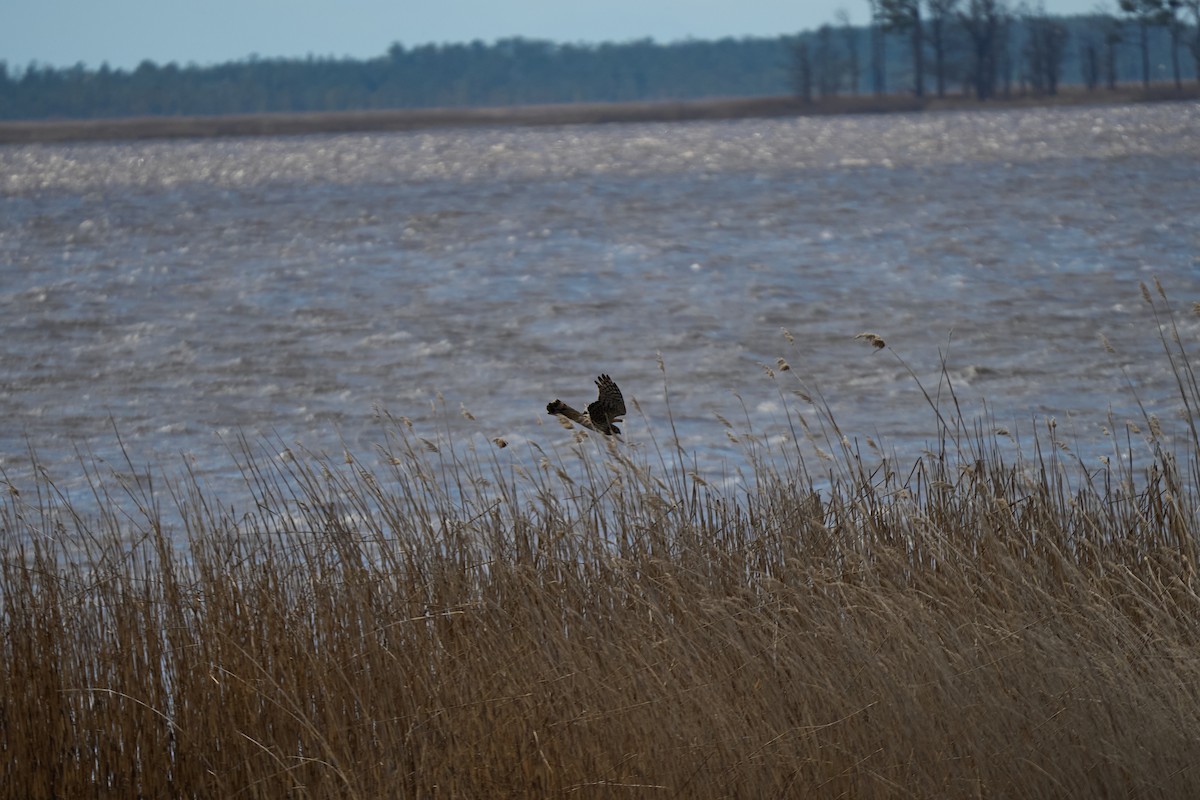 Northern Harrier - ML616362683