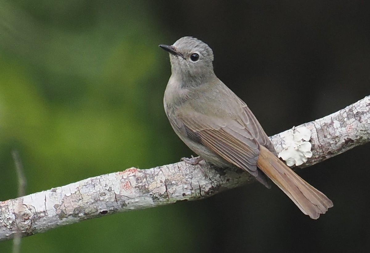 Pale Blue Flycatcher - Paul Walser Schwyzer