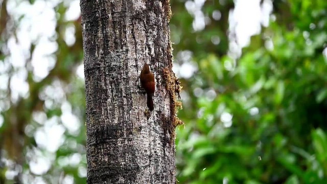 Tyrannine Woodcreeper - ML616362814