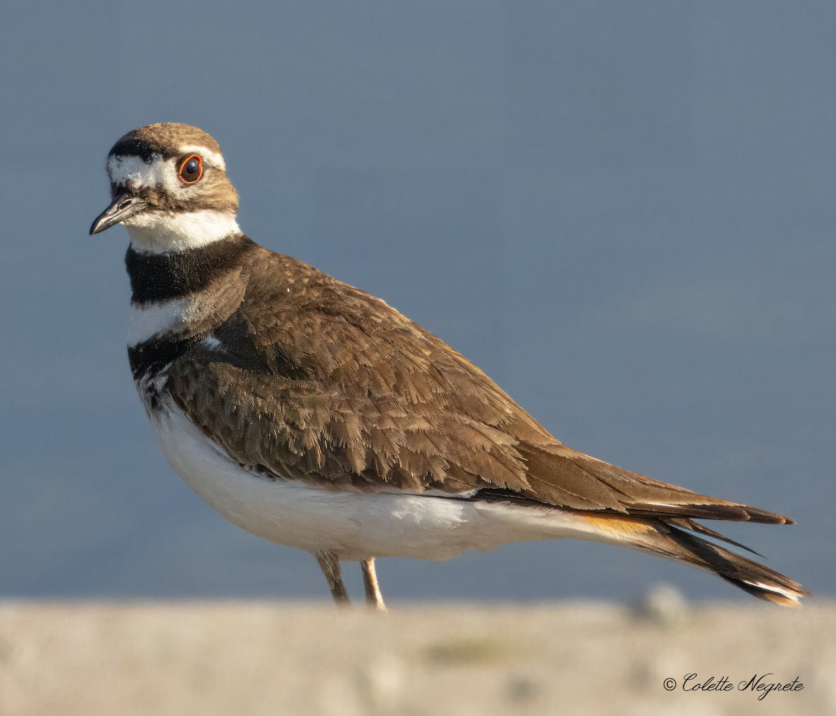 Killdeer - ML616362818