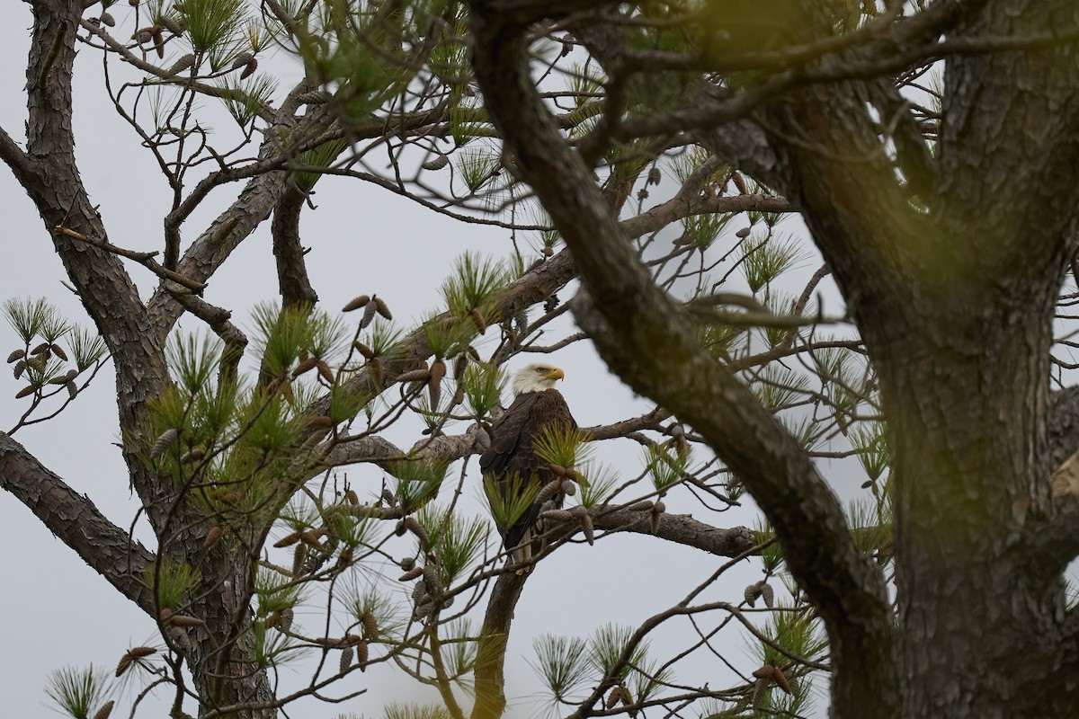 Weißkopf-Seeadler - ML616362819