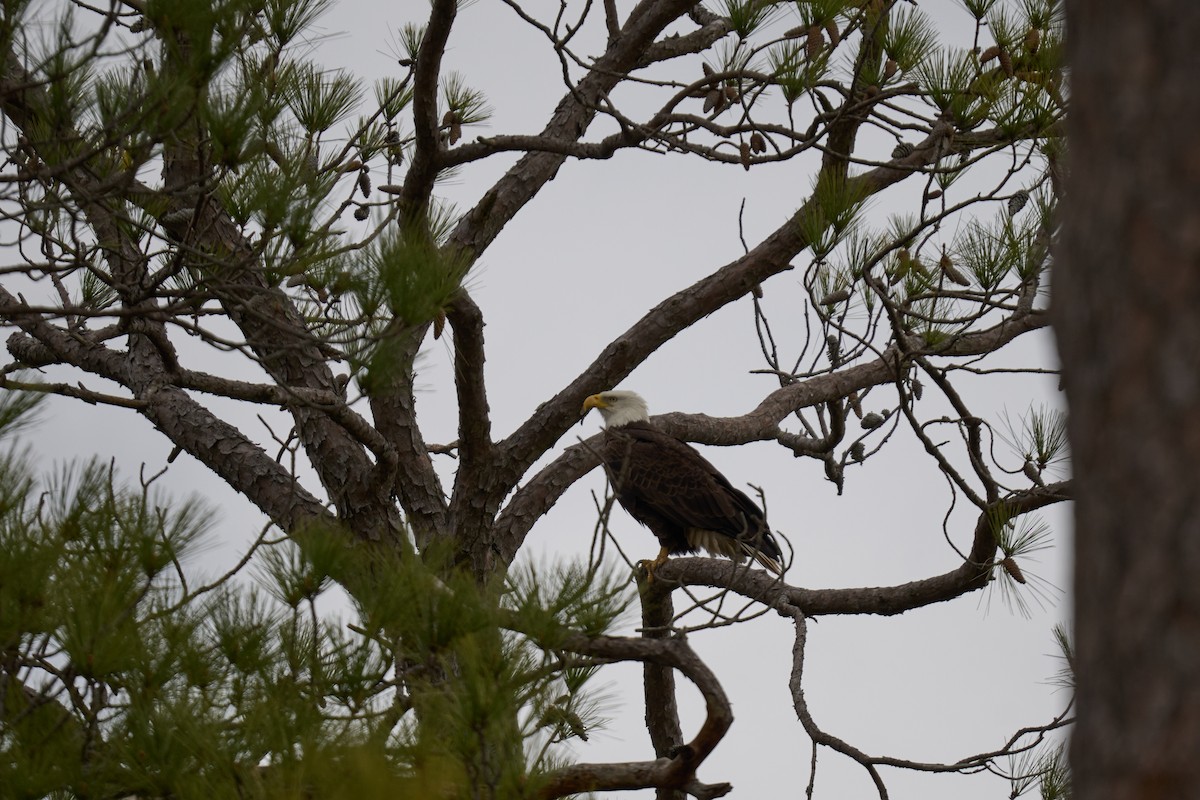 Weißkopf-Seeadler - ML616362821