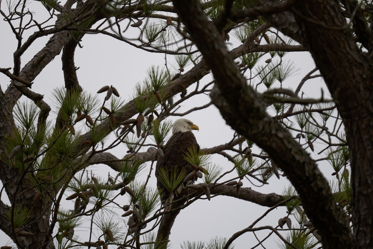 Bald Eagle - ML616362822