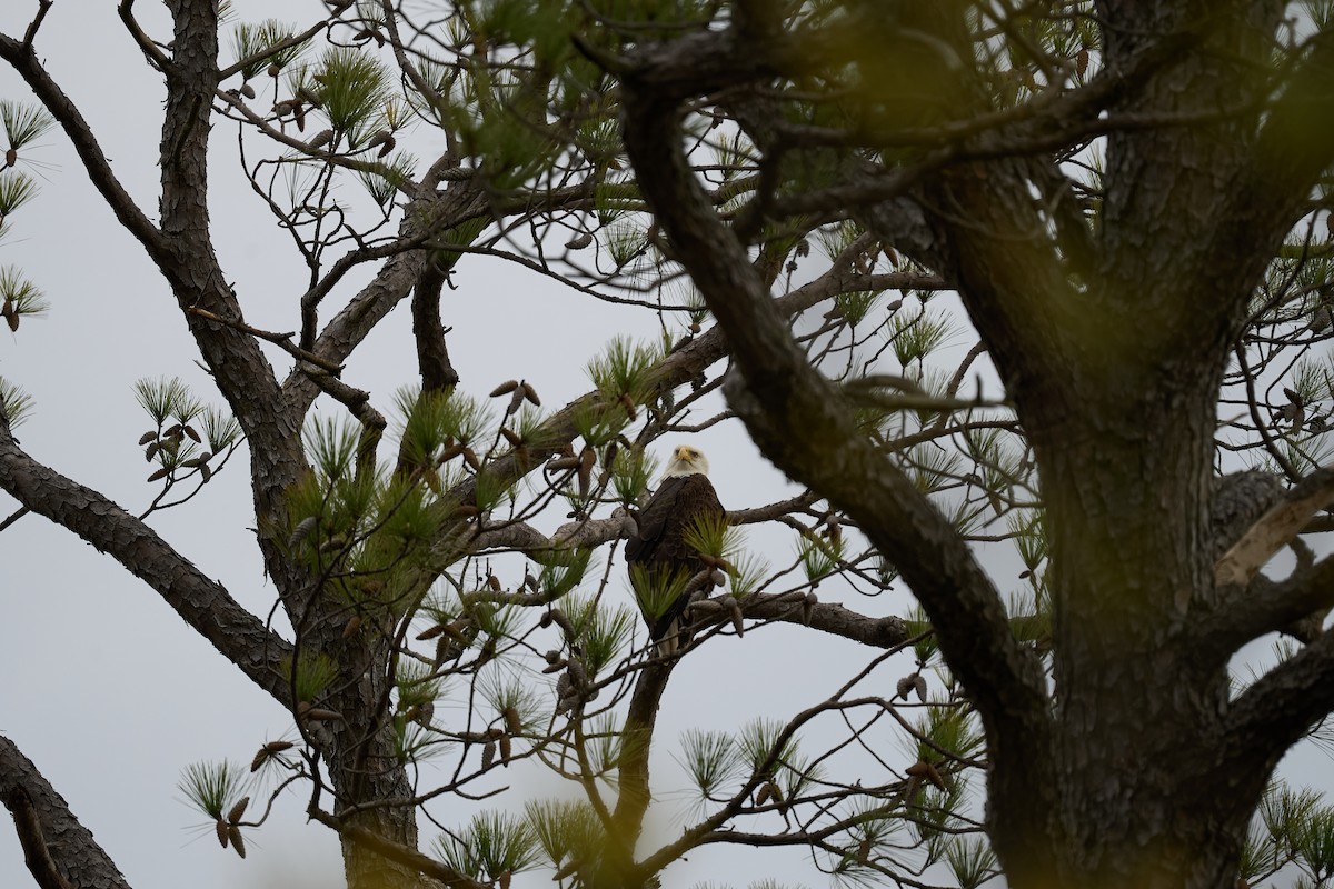 Weißkopf-Seeadler - ML616362823