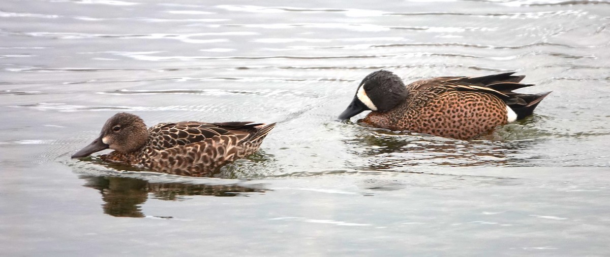 Blue-winged Teal - Jerry McWilliams