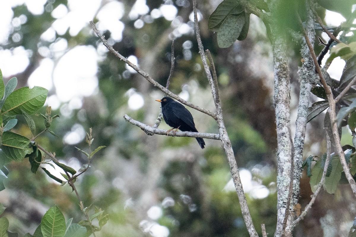 Glossy-black Thrush - John C. Mittermeier