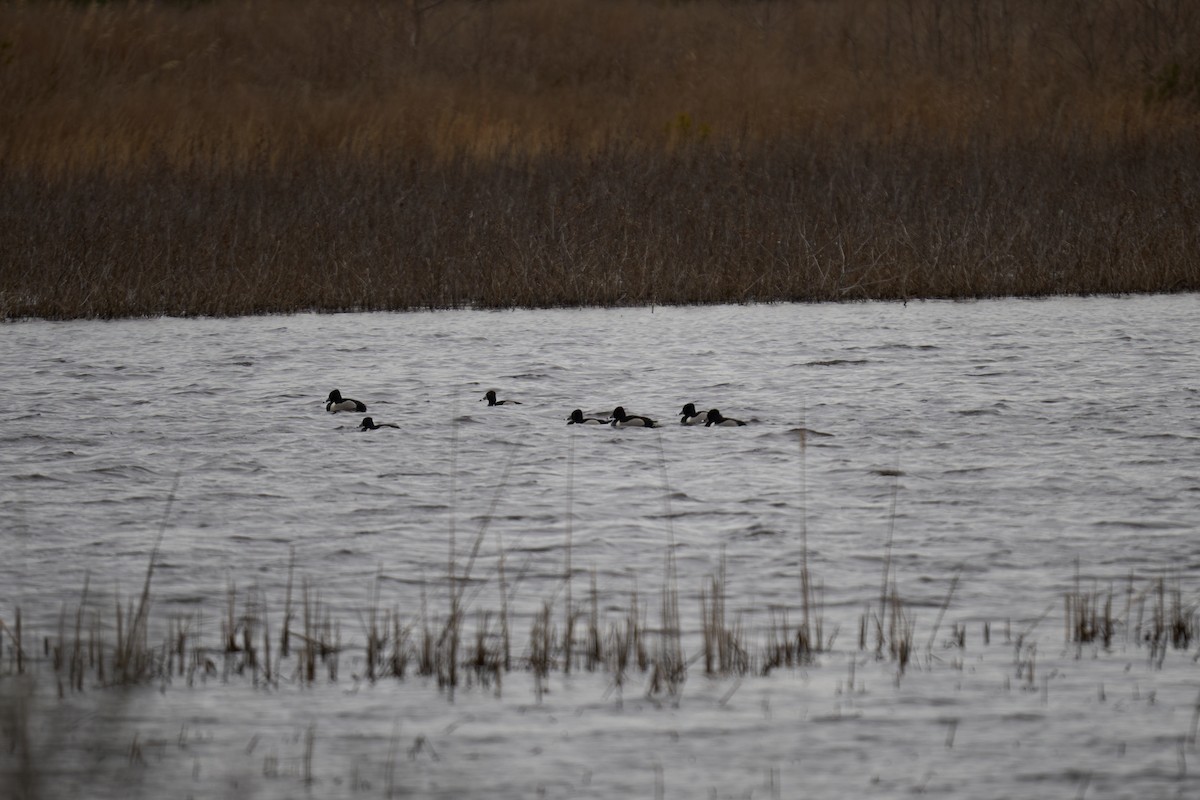 Ring-necked Duck - ML616362856