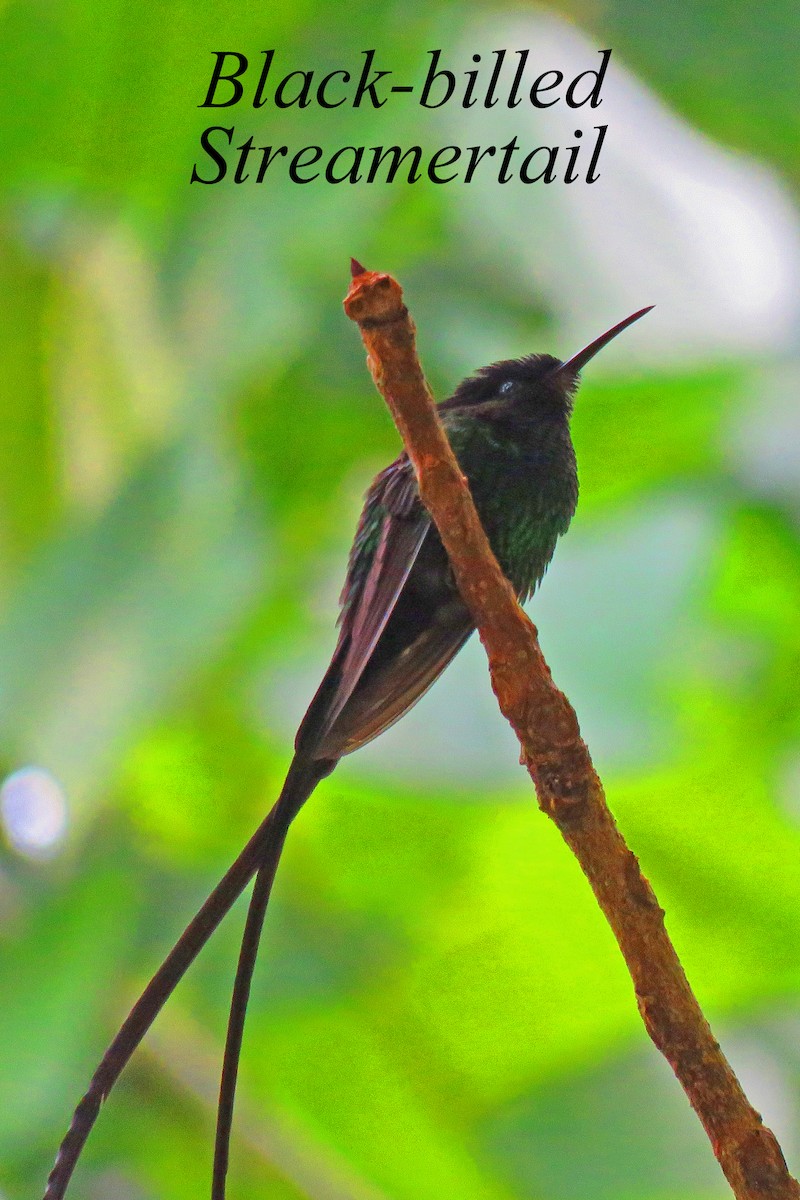 Colibri à bec noir - ML616362862