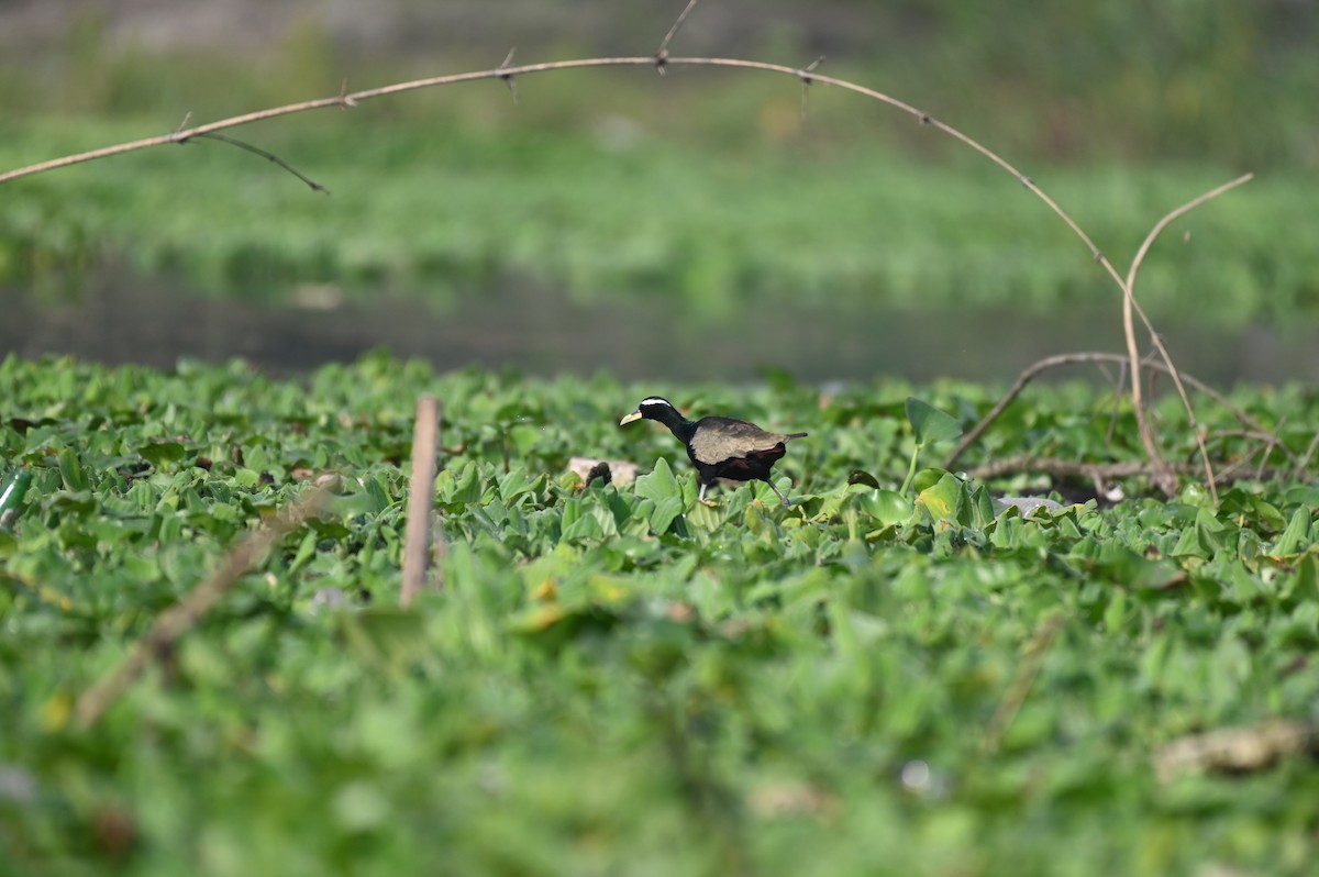 Bronze-winged Jacana - ML616362917