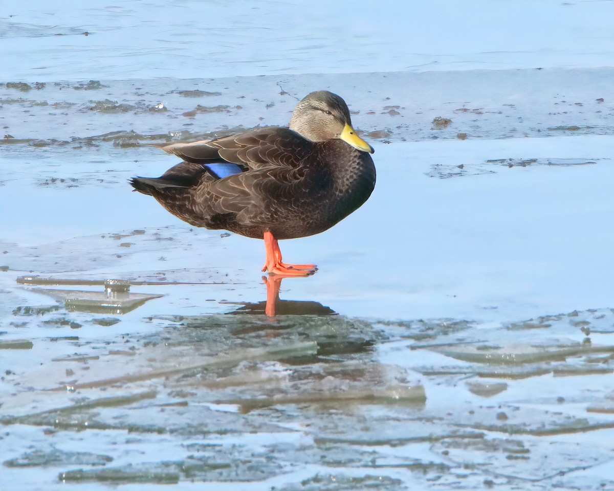 American Black Duck - Mike Smith