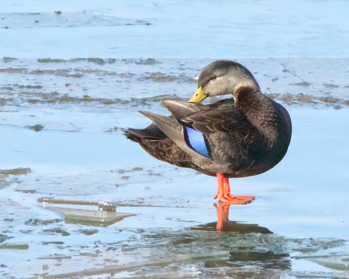 American Black Duck - ML616362956